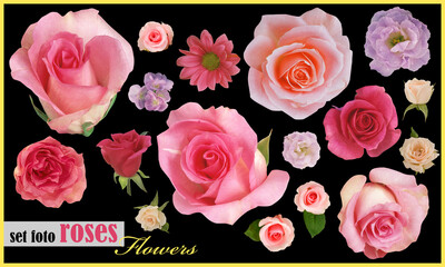 set flowers roses isolated on black background