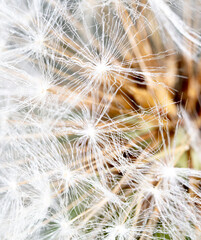 Obraz premium Close-up of a dandelion in nature.