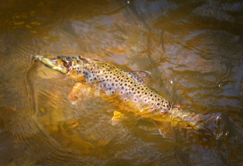 Trout fish hooked in clear water