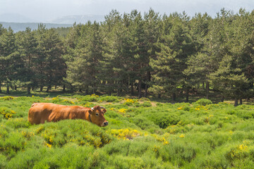 a cow among bushes