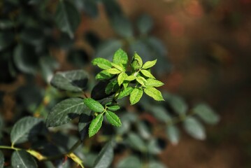 Sunlight shining through lush green leaves in the garden