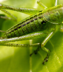 Green grasshopper in grassy vegetation.