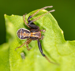 Spider on the hunt in nature.
