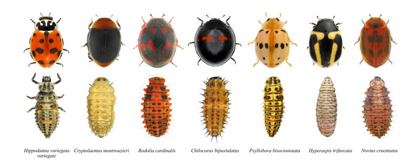 Ladybugs (ladybirds) Hyperaspis trifurcata, Chilocorus bipustulatus, Rodolia cardinalis, Psyllobora bisoctonotata, Novius cruentatus, Hippodamia variegata variegate, Cryptolaemus montrouzieri  © Alexey Protasov