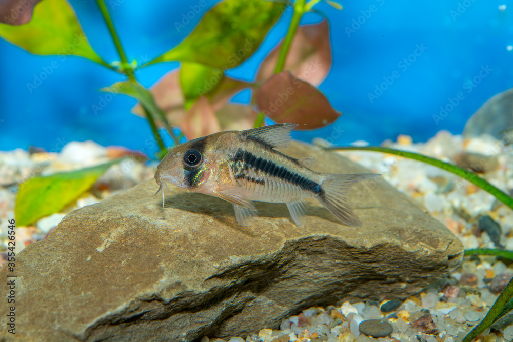 Wall mural Aquarium fish. The pink corydoras (Corydoras axelrodi) is a tropical freshwater fish belonging to the Corydoradinae sub-family of the Callichthyidae family.