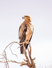 Tawny Eagle posing majestically
