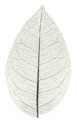 Transparent skeleton leaf isolated on a white background 