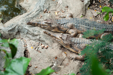 False gharial