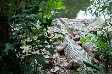 False gharial