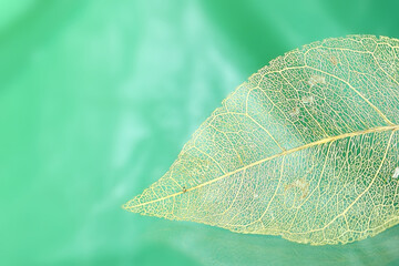 Transparent skeleton leaf on a green background 