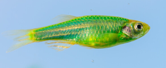 Close up of green fish on a blue background.
