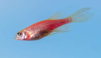 Close up of a red fish on a blue background.