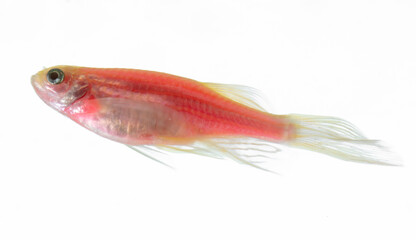 Close up of a red fish on a white background.