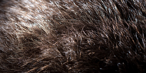 Close-up hair on the head as a background.