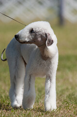 Obraz premium Bedlington Terrier