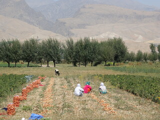 Autumn harvest of onions in Tajikistan