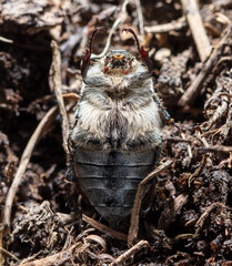 Close-up of a beetle on the ground