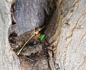 small leave between the tree