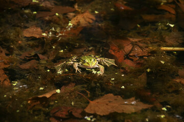 Fototapeta na wymiar A Frog in a lake in Nuthe-Nieplitz Nature Park in federal state Brandenburg - Germany