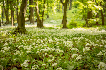 Ramsons (Wild garlic) in a forest during a sunny summer day.