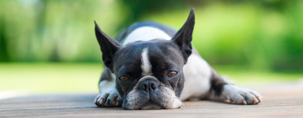 Boston Terrier dog lying on a brown wooden terrace - shallow depth of field