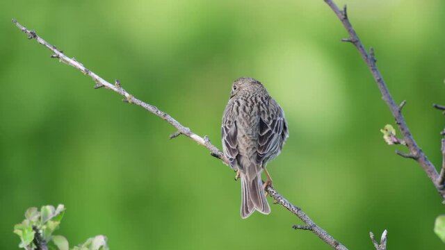 Corn Bunting (Miliaria calandra) Singing bird in spring, on a green background