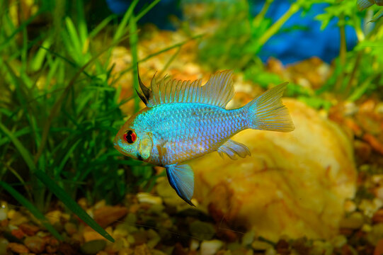Aquarium fish. The ram cichlid, Mikrogeophagus ramirezi, is a species of freshwater fish endemic to the Orinoco River.