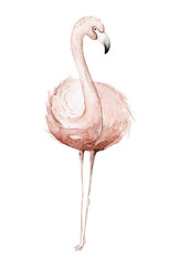 Hand drawn watercolor tropical flamingo birds. set of African flamingos. Exotic rose bird illustrations, jungle tree, brazil trendy art. Perfect for fabric design.