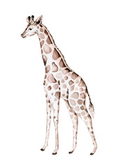 Hand drawn watercolor safari tropical giraffe decoration. Exotic savannah African illustrations, zoo jungle tree, brazil trendy africa art. Perfect for fabric design.