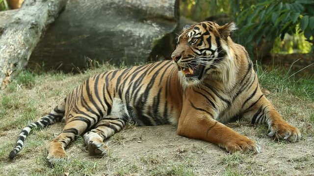 Sumatran tiger male resting in the shade on a hot sunny day and breathing fast with open mouth. Panthera tigris sumatrae lies in dry grass in extremely dry weather conditions and turns his head