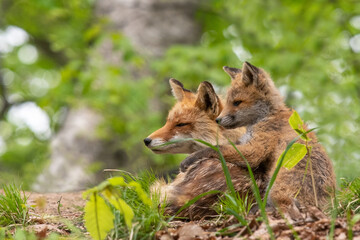 キタキツネの親子