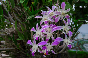 Orchid, Flower, Forest, Plant, Blossom