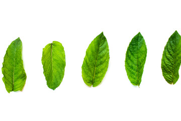 Naklejka na ściany i meble Collection of fresh mint leaves isolated on white background.