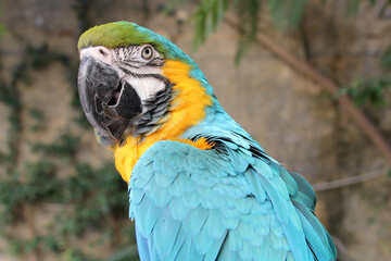 blue-and-yellow macaw in valletta (malta)