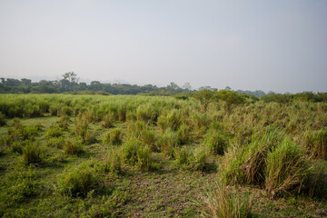 Obraz premium Inside view of Kaziranga National Park of northeast Indian state of Assam. Watchtower of Kaziranga National Park. 