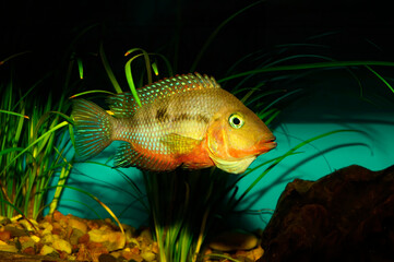 The firemouth cichlid (Thorichthys meeki) is a species of cichlid fish native to Central America....