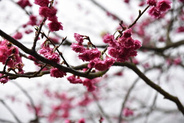 Kirschblüten in pink zur Blütezeit im Februar im Yangmingshan-Nationalpark in Taiwan