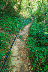 Angler with fishing rod is walking along the forest path.