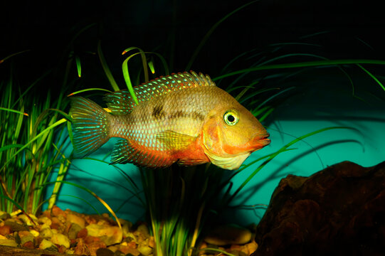 The firemouth cichlid (Thorichthys meeki) is a species of cichlid fish native to Central America. They occur in rivers of the Yucatán Peninsula, Mexico, south through Belize and into northern Guatemal