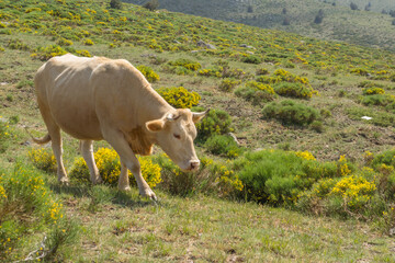 a cow on the mountain