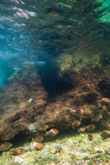 Naklejka na ściany i meble Underwater view on aegean sea with fishes and rocks.