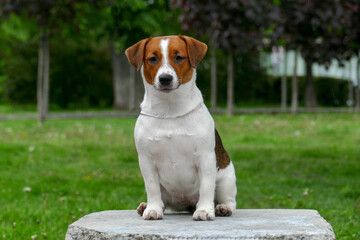 Jack russel terrier face, close up outdoors portrait. 