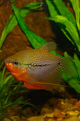 Aquarium fish  Trichogaster leeri which is most known as the pearl gourami belongs to the...