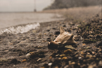 Desaturated conch on rocky beach