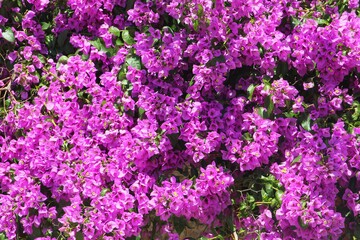 Purple Bougainvillea flowers background, summer in Alberobello, Apulia, Puglia, Italy 