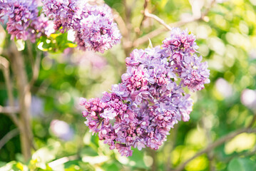 Lilac in the garden, flowers
