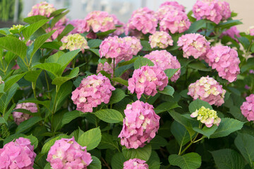 Hydrangea flowers in the garden
