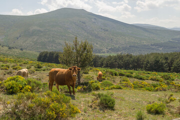 cows on the mountain