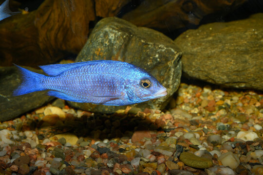 Placidochromis phenochilus is a species of cichlid endemic to the northern parts of Lake Malawi...