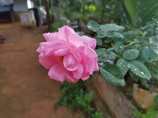 pink rose in the garden